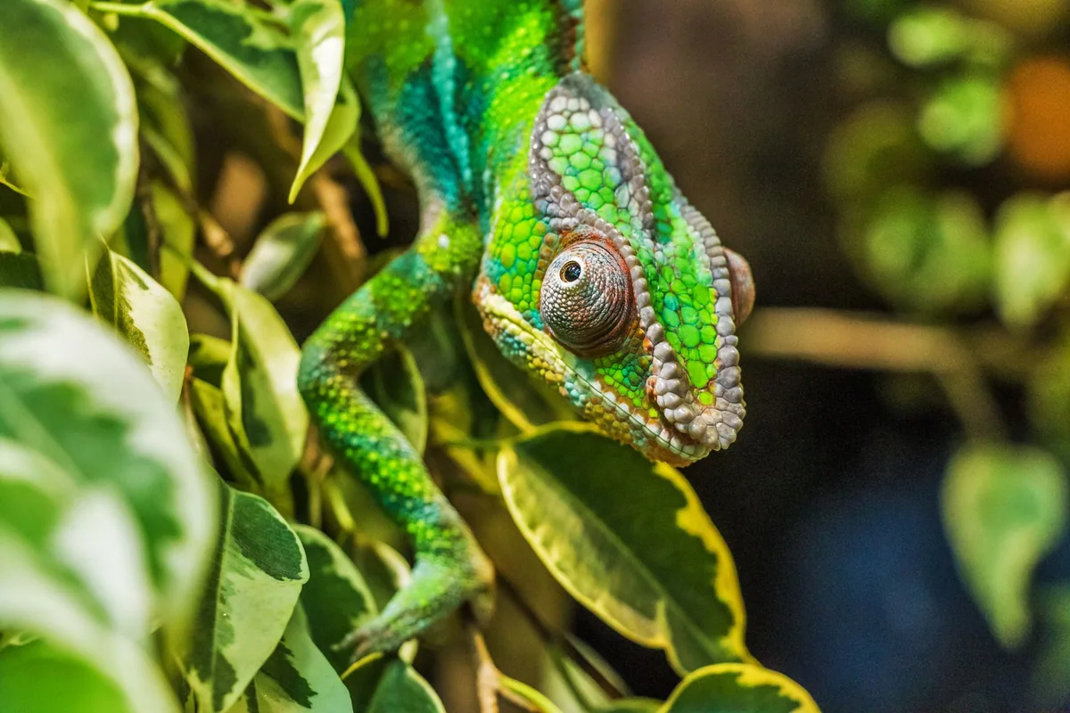 Cameleon