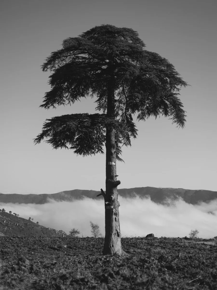 Cedri