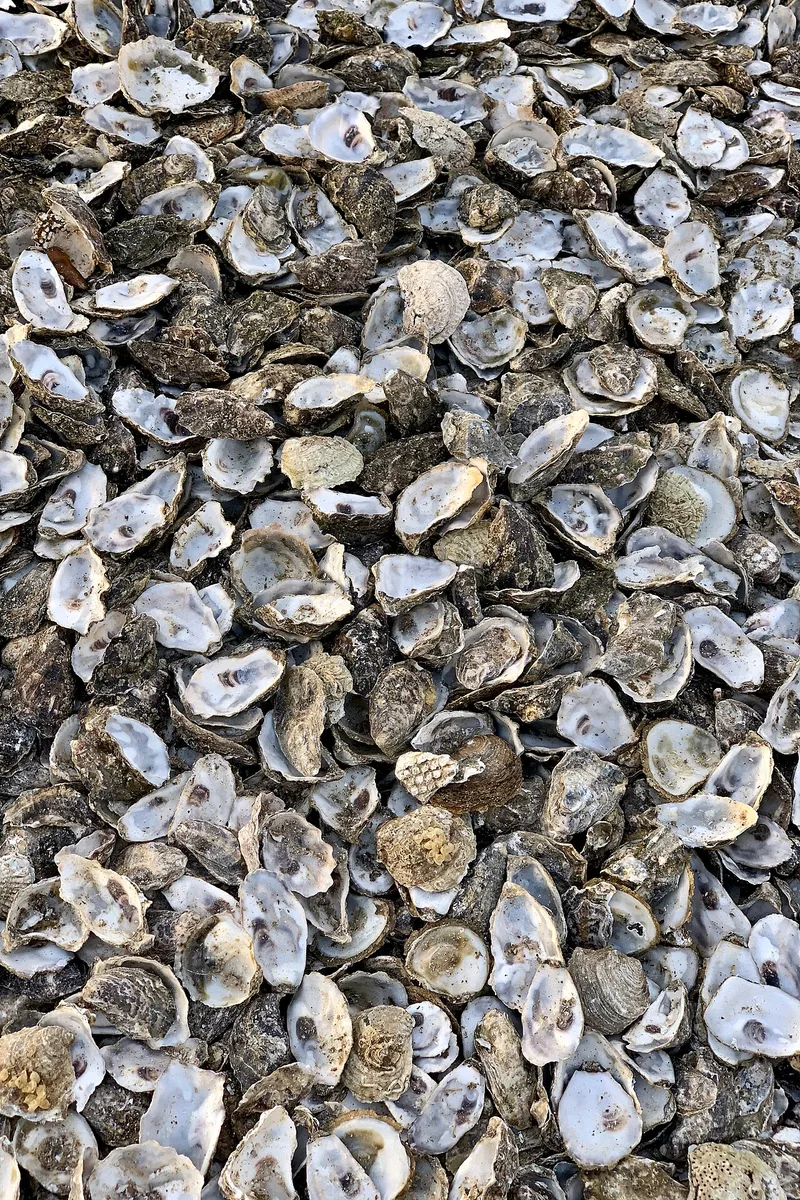 Cochilii de stridii