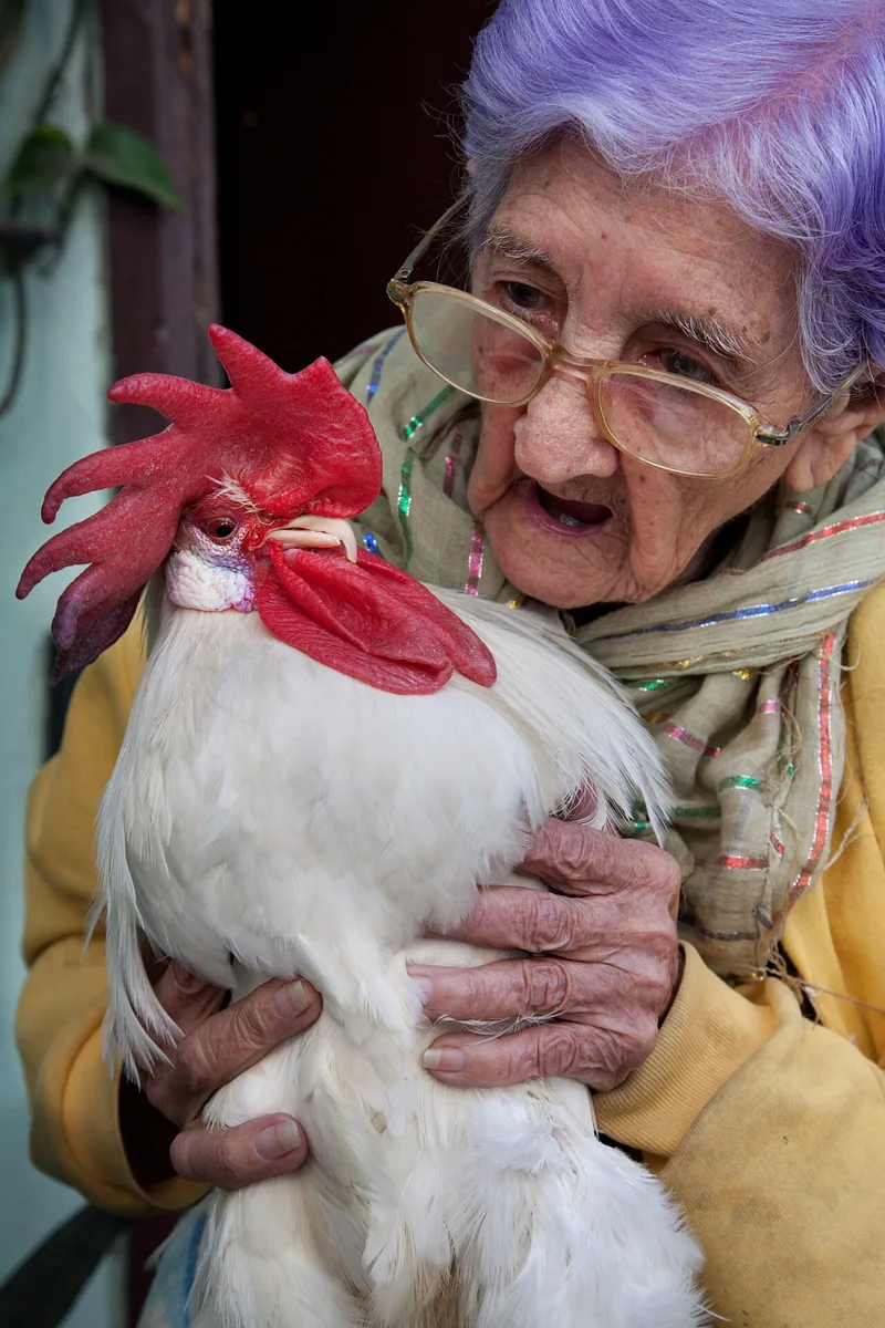 Cocoș