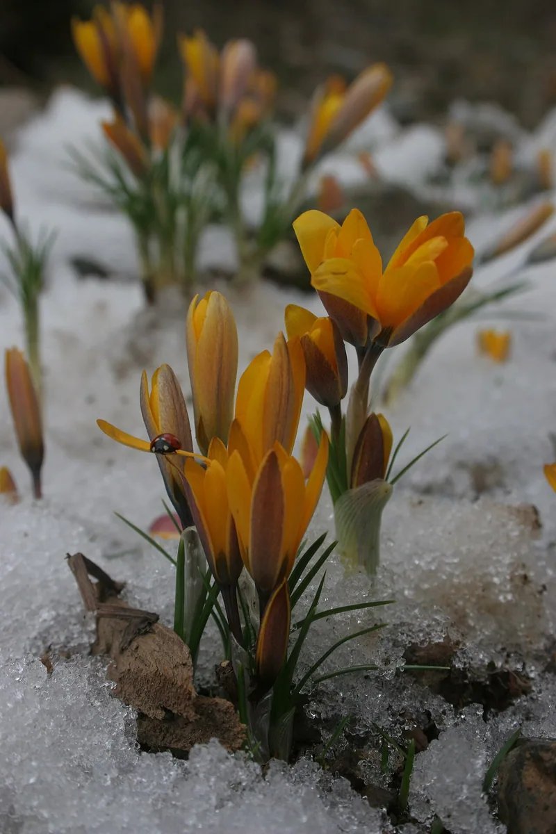 Februarie