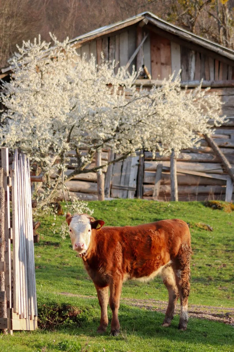 Juncan (bou tânăr)