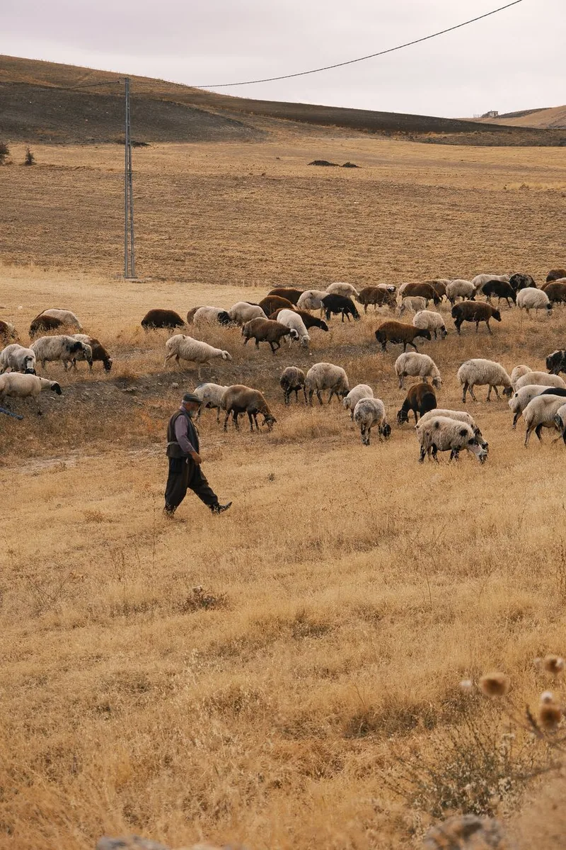Păstor