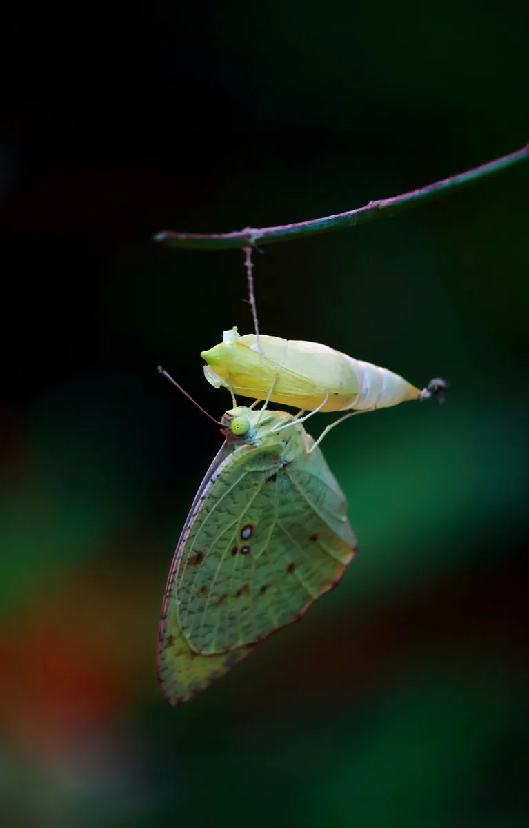Transfigurare